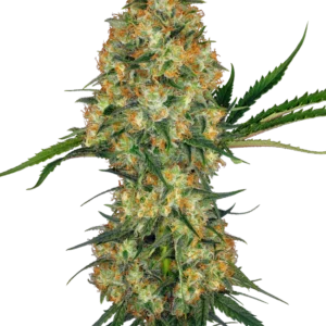 hidu kush