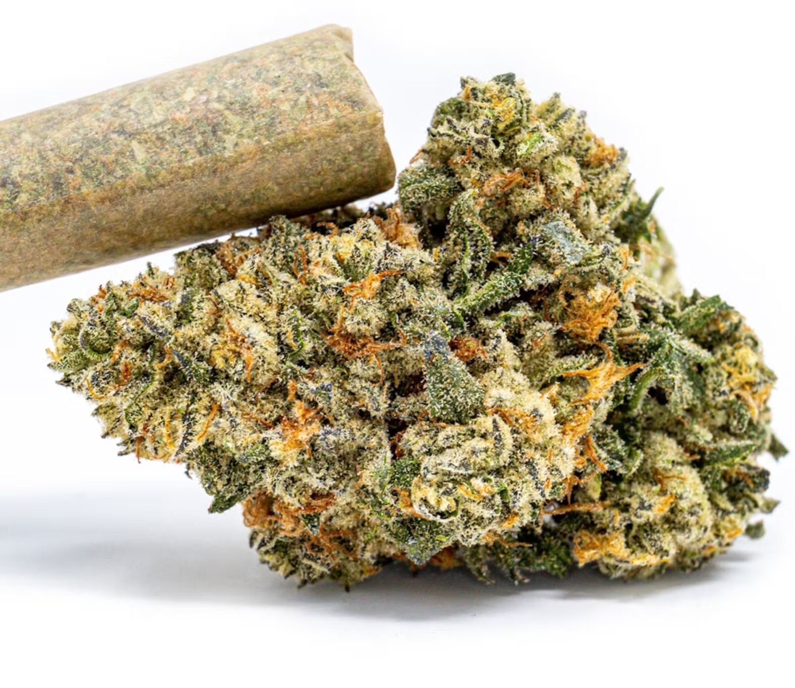 LA Beatnik Preroll